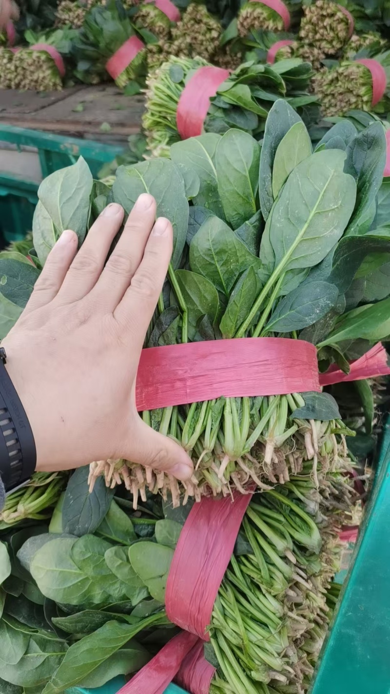 【菠菜】菏泽菠菜小叶菠菜对接食堂工厂电商货打捆装箱
