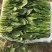 【菠菜】菏泽菠菜小叶菠菜对接食堂工厂电商货打捆装箱