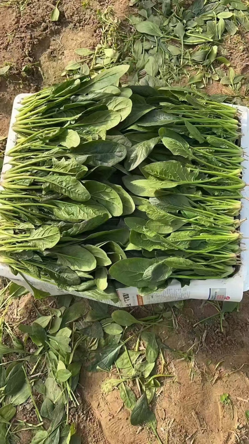 【菠菜】菏泽菠菜小叶菠菜对接食堂工厂电商货打捆装箱