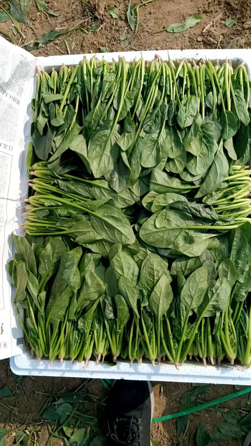 【菠菜】菏泽菠菜小叶菠菜对接食堂工厂电商货打捆装箱