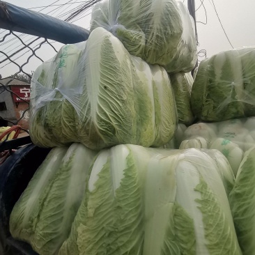 精品黄心白菜，3到4斤，4到6斤大量有货，大车接单，