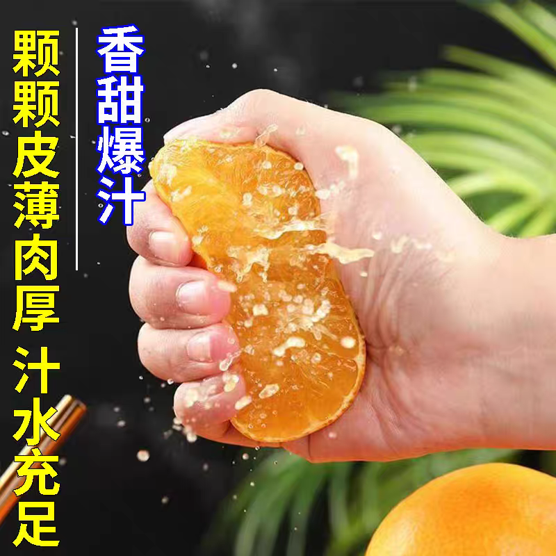 爱媛橙现摘现发一手货源大量供应诚信经营欢迎老板电联