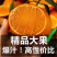 爱媛橙现摘现发一手货源大量供应诚信经营欢迎老板电联