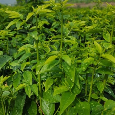 树仔菜