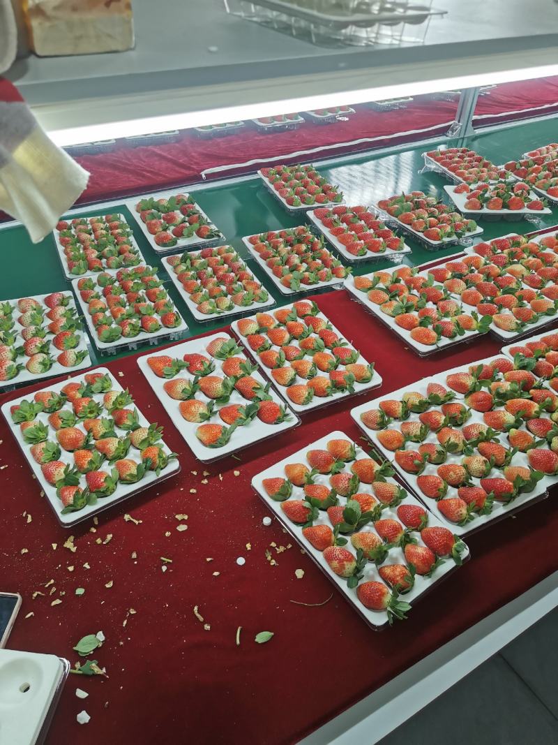 云南露天草莓，大量接社区团购，市场订单