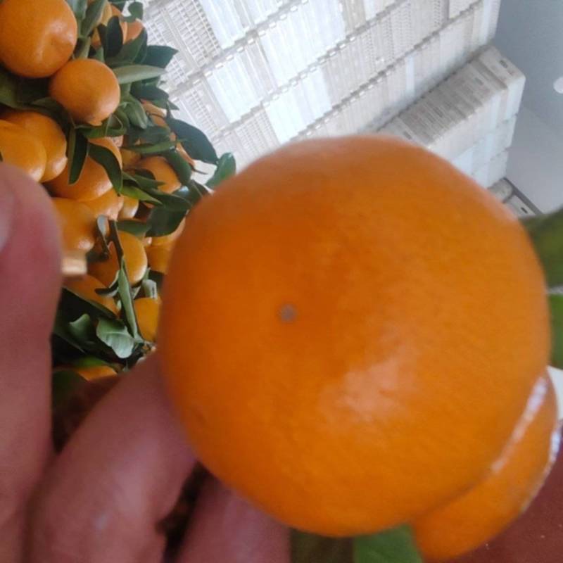 陕西汉中蜜桔