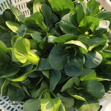 矮脚菜