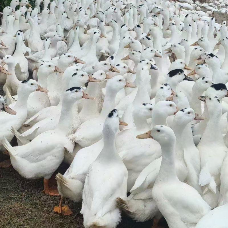 老水一点黑