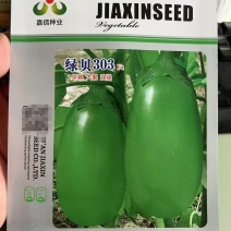 绿贝303绿茄种子，早熟大果，膨果快，油绿光亮，抗病性强