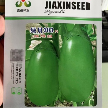绿贝303绿茄种子，早熟大果，膨果快，油绿光亮，抗病性强