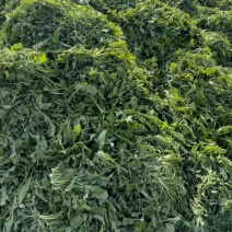 鲜菜荠菜，品质好，新鲜头茬
