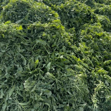 鲜菜荠菜，品质好，新鲜头茬