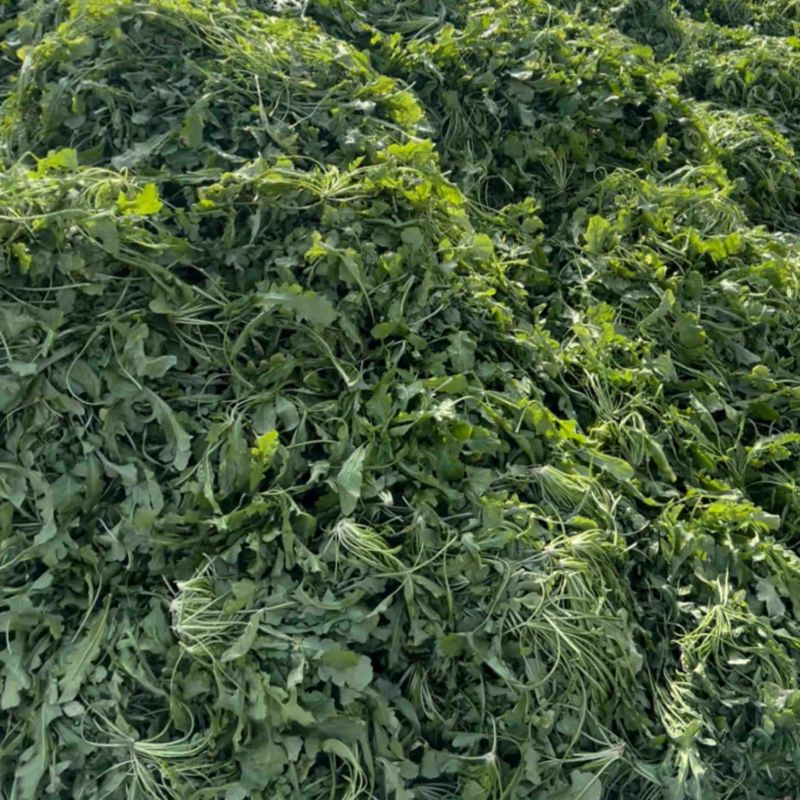 鲜菜荠菜，品质好，新鲜头茬