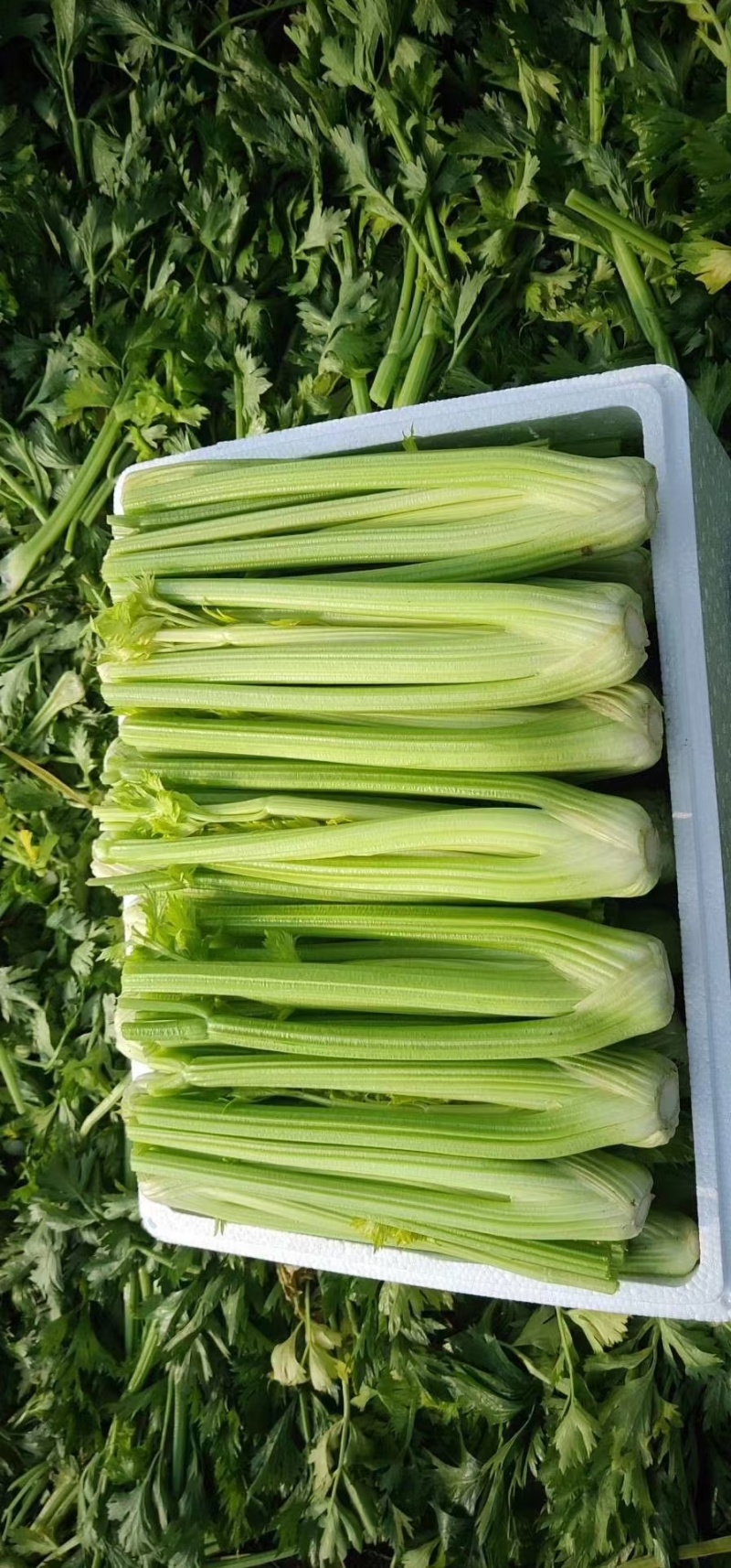 西芹，皇后西芹，大量供应，各个规格，10吨起批