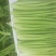 西芹，皇后西芹，大量供应，各个规格，10吨起批