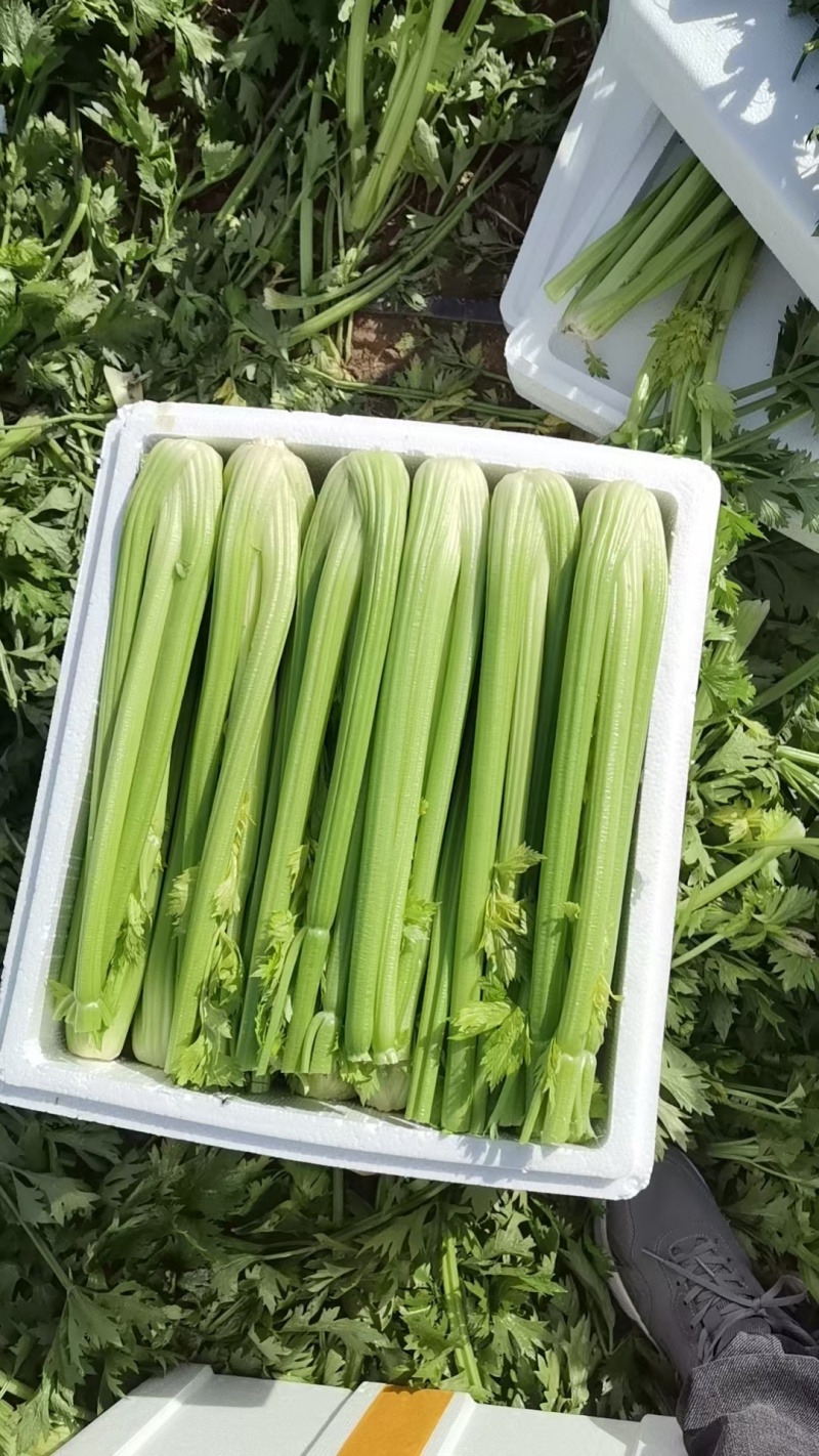 西芹，皇后西芹，大量供应，各个规格，10吨起批