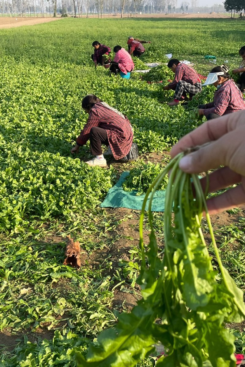 鲜菜荠菜，品质好，新鲜头茬