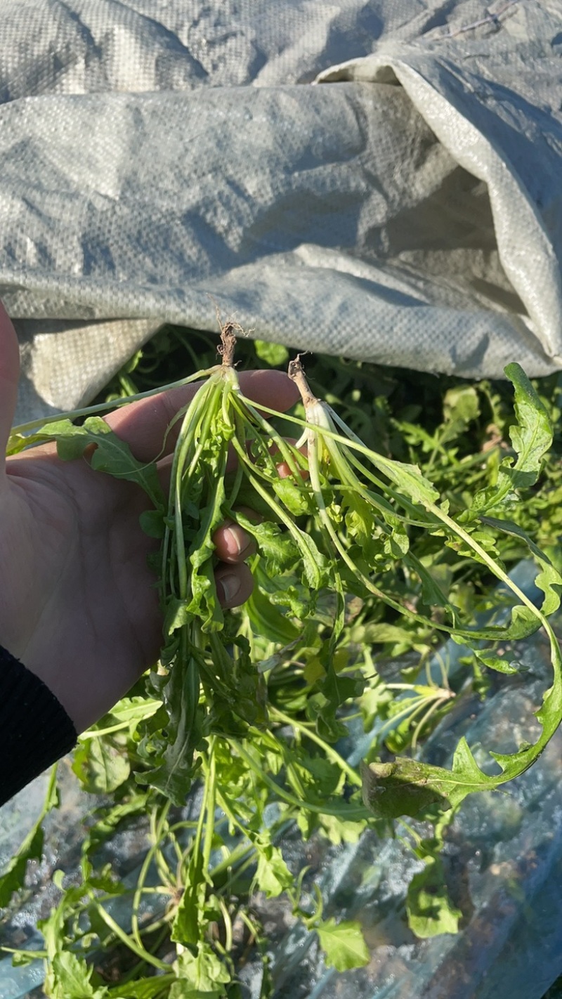 鲜菜荠菜，品质好，新鲜头茬