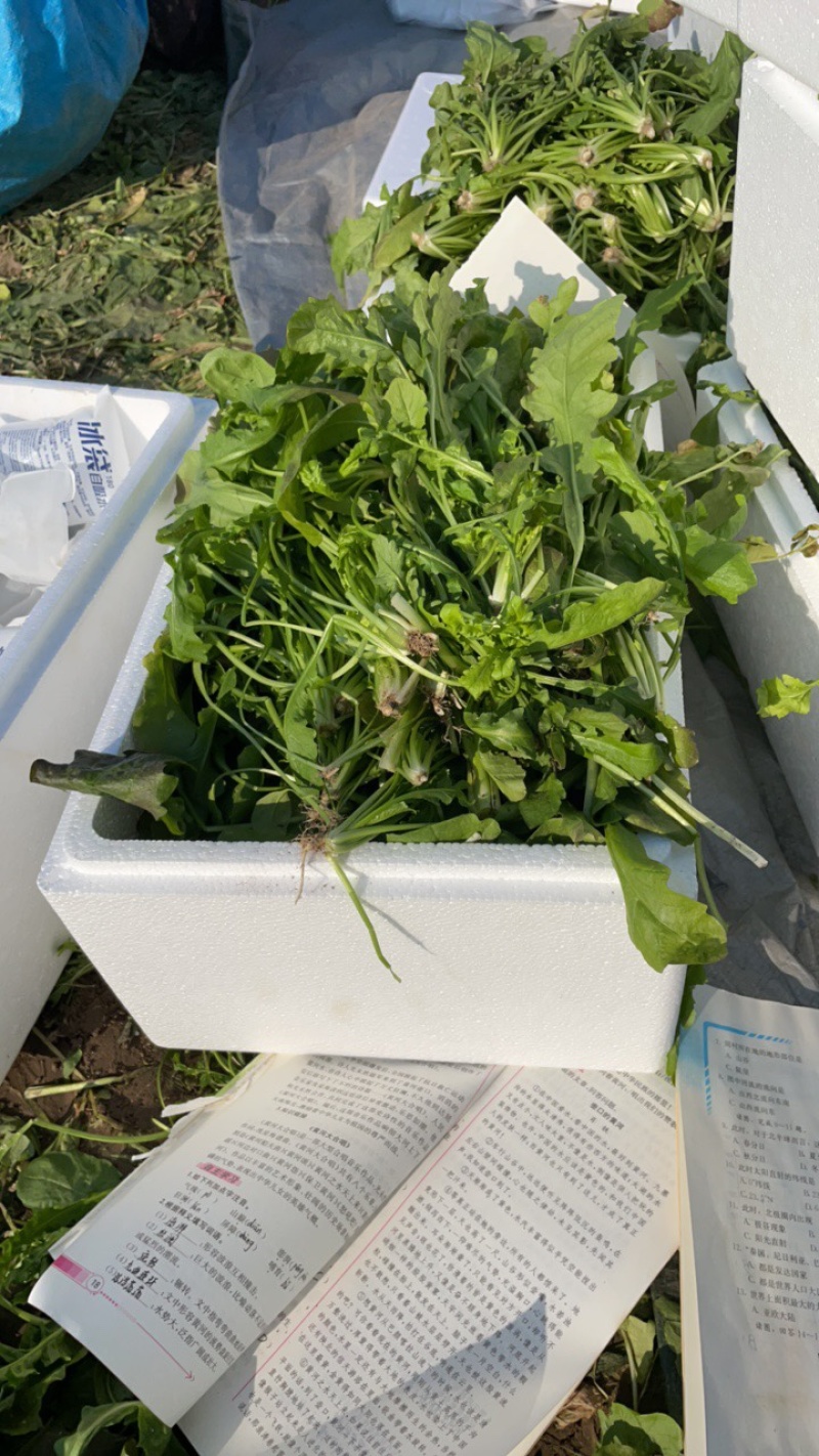 鲜菜荠菜，品质好，新鲜头茬