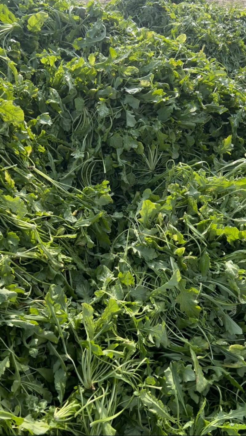 鲜菜荠菜，品质好，新鲜头茬