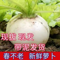 圆萝卜萝卜水果萝卜产地直发对接档口商超电商