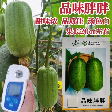 春润品味胖胖香丝瓜种子苹果丝瓜种子短棒形甜味浓汤色白水瓜