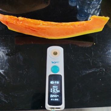 非转基因木瓜，甜瓜木瓜，牛奶木瓜，超甜木瓜
