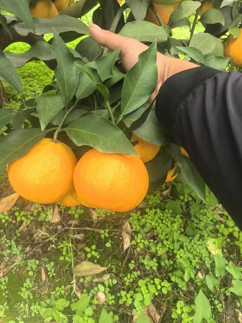 【推荐】精品爱媛橙供应市场商超电商品质保证量大价优