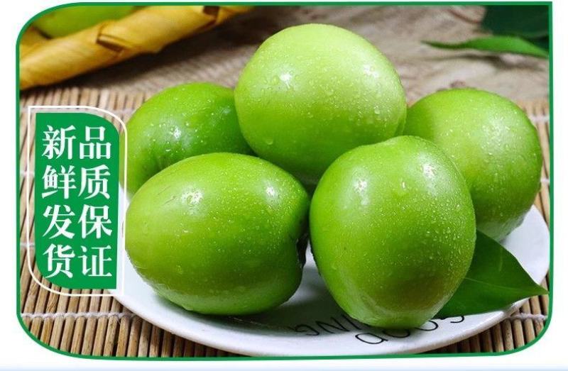 云南西双版纳牛奶枣大青枣