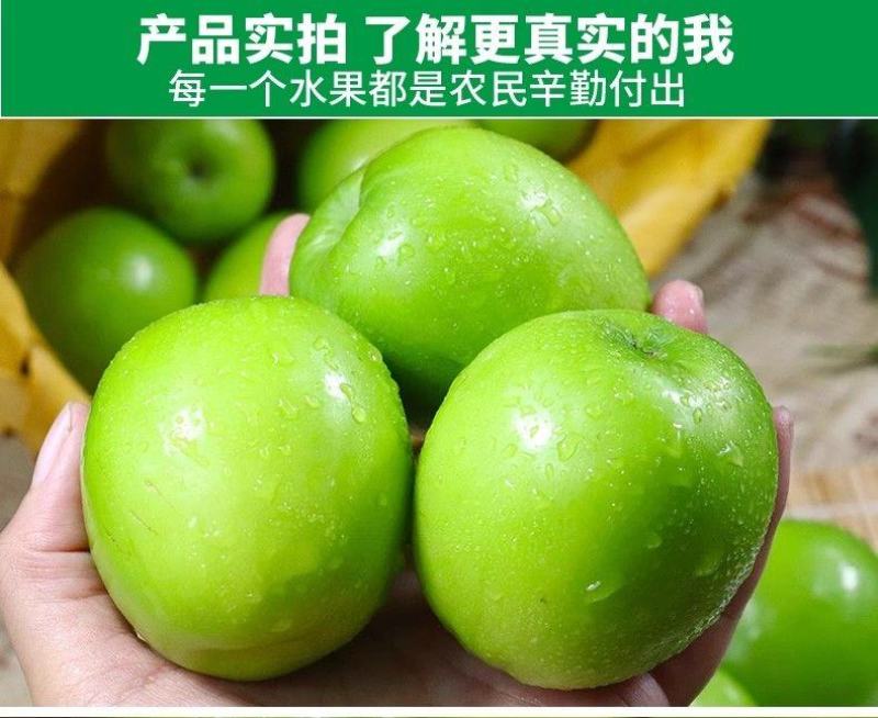 云南西双版纳牛奶枣大青枣