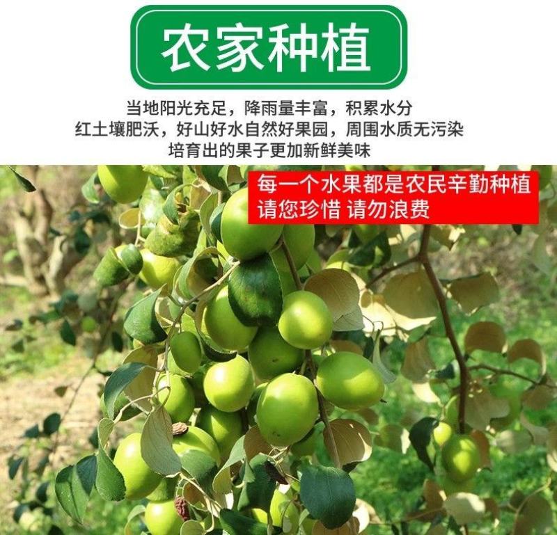 云南西双版纳牛奶枣大青枣