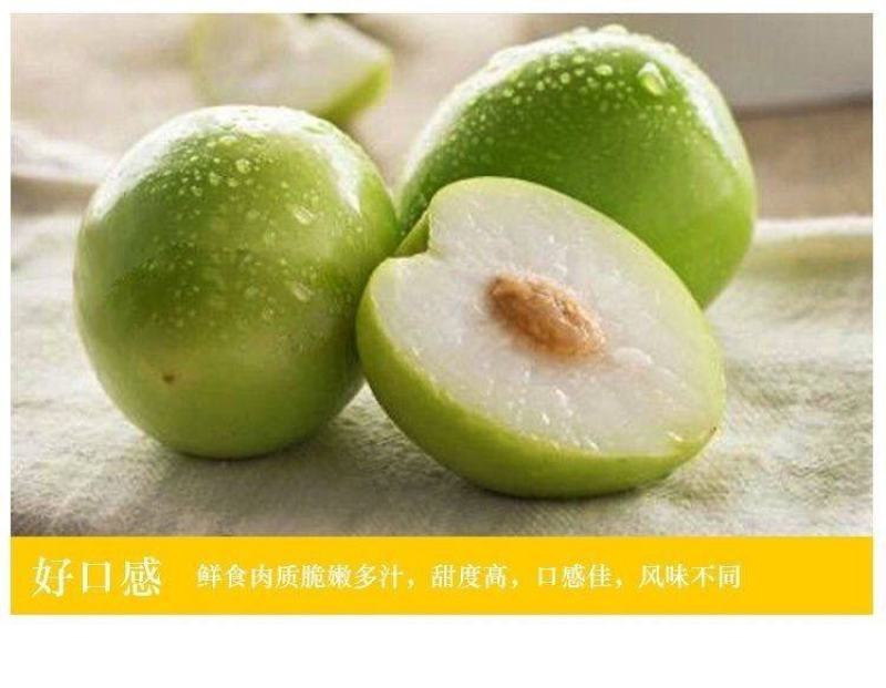云南西双版纳牛奶枣大青枣