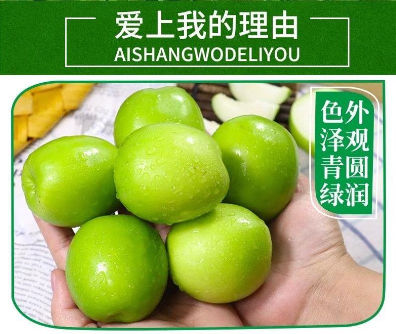 云南西双版纳牛奶枣大青枣