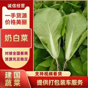 【奶白菜】聊城奶白菜产地供货无黄叶我虫眼烧边病虫害冷库打冷
