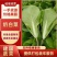 【奶白菜】聊城奶白菜产地供货无黄叶我虫眼烧边病虫害冷库打冷