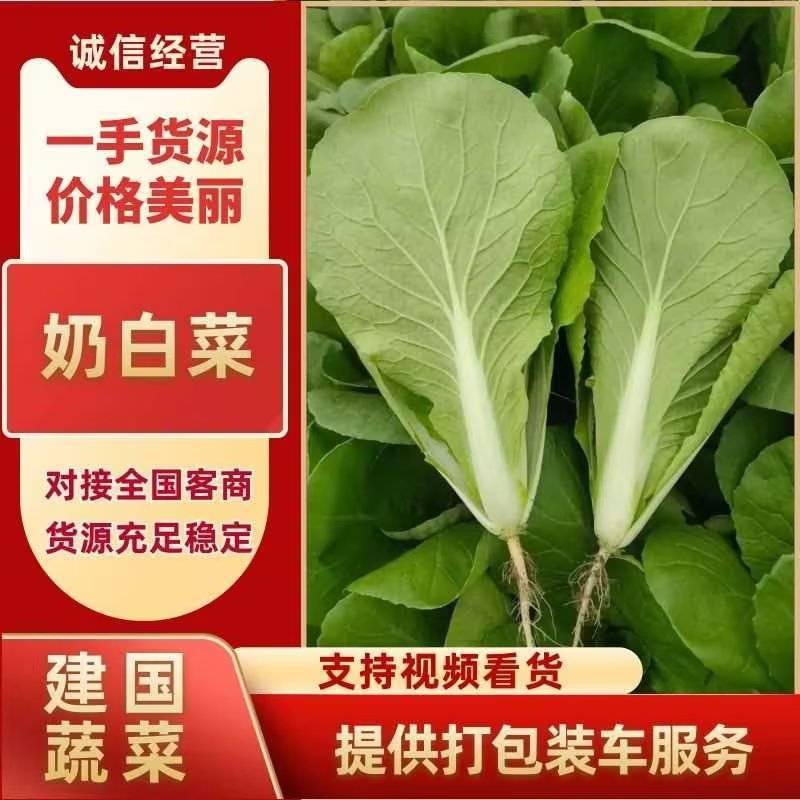 【奶白菜】聊城奶白菜产地供货无黄叶我虫眼烧边病虫害冷库打冷