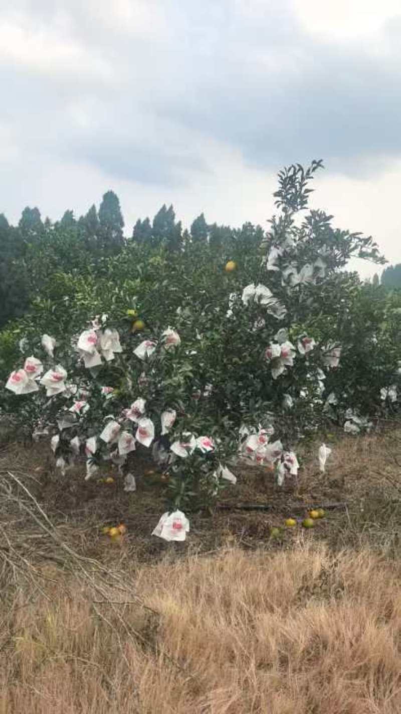 【热卖】四川精品耙耙柑供应市场商超电商品质保证量大价优