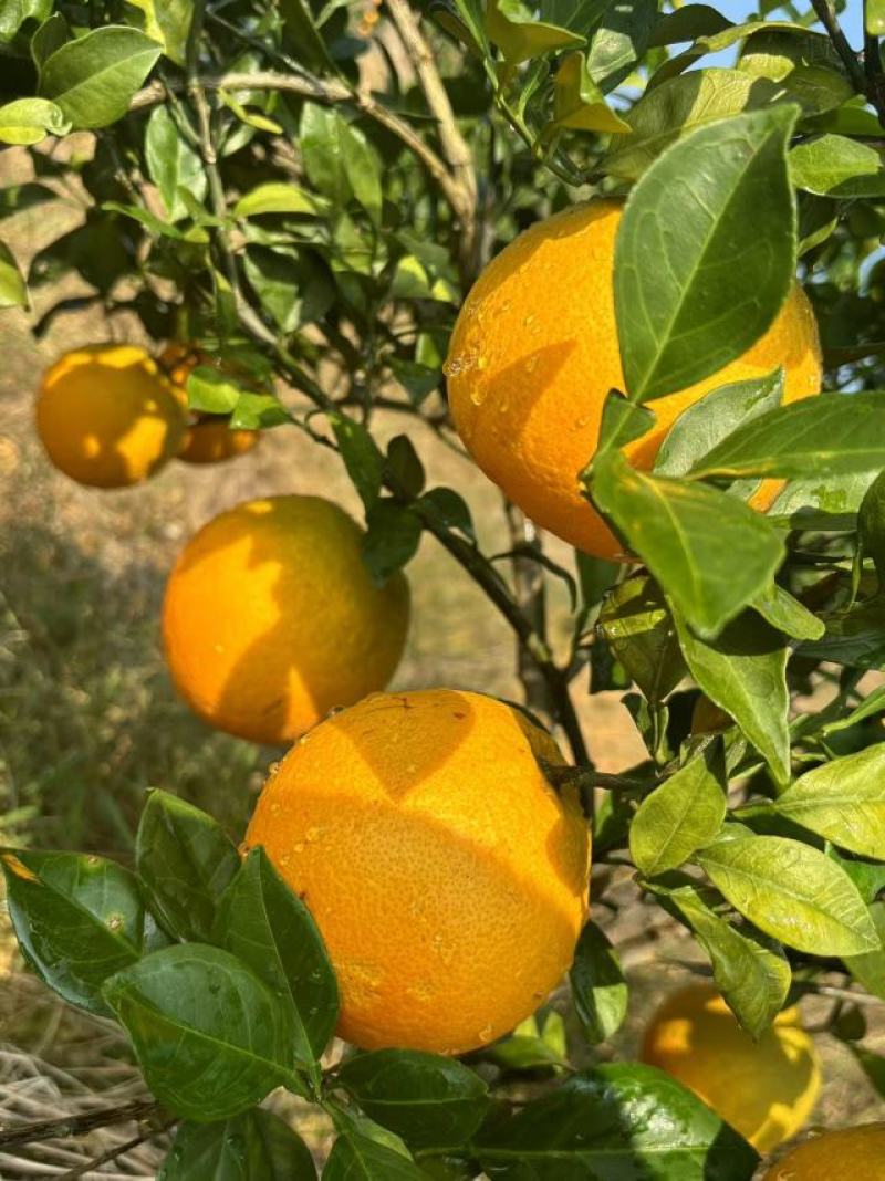 湖南永州东安蜜香脐橙自家果园种植质量把关糖度高品质保证