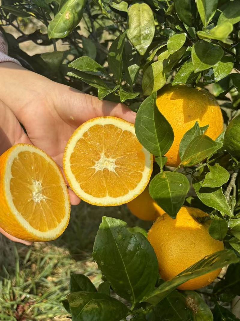 湖南永州东安蜜香脐橙自家果园种植质量把关糖度高品质保证