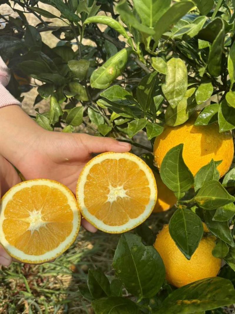 湖南永州东安蜜香脐橙自家果园种植质量把关糖度高品质保证