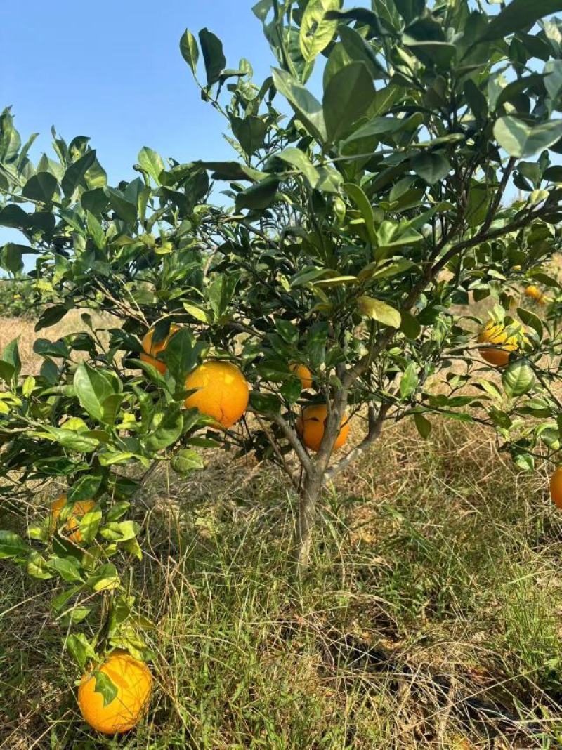 湖南永州东安蜜香脐橙自家果园种植质量把关糖度高品质保证