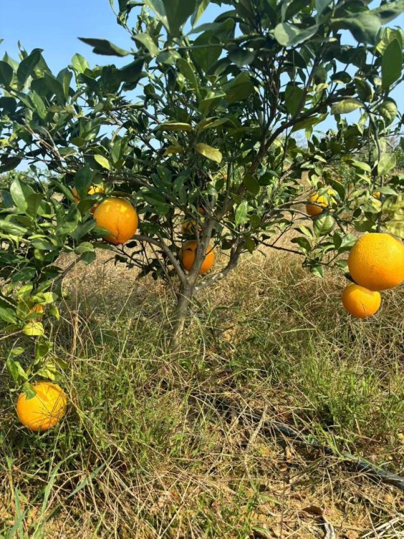 湖南永州东安蜜香脐橙自家果园种植质量把关糖度高品质保证