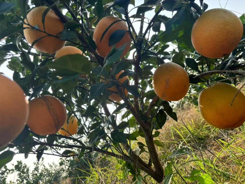 湖南永州东安蜜香脐橙自家果园种植质量把关糖度高品质保证