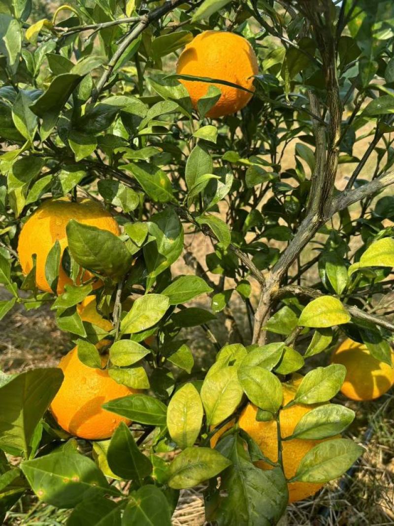 湖南永州东安蜜香脐橙自家果园种植质量把关糖度高品质保证