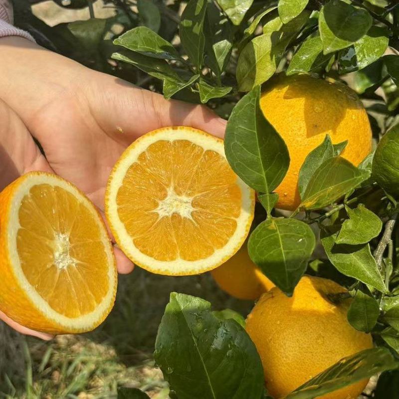 湖南永州东安蜜香脐橙自家果园种植质量把关糖度高品质保证