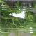 农家特菜，无加工，当日新鲜采摘，鲜嫩桑芽菜，独特保鲜技术