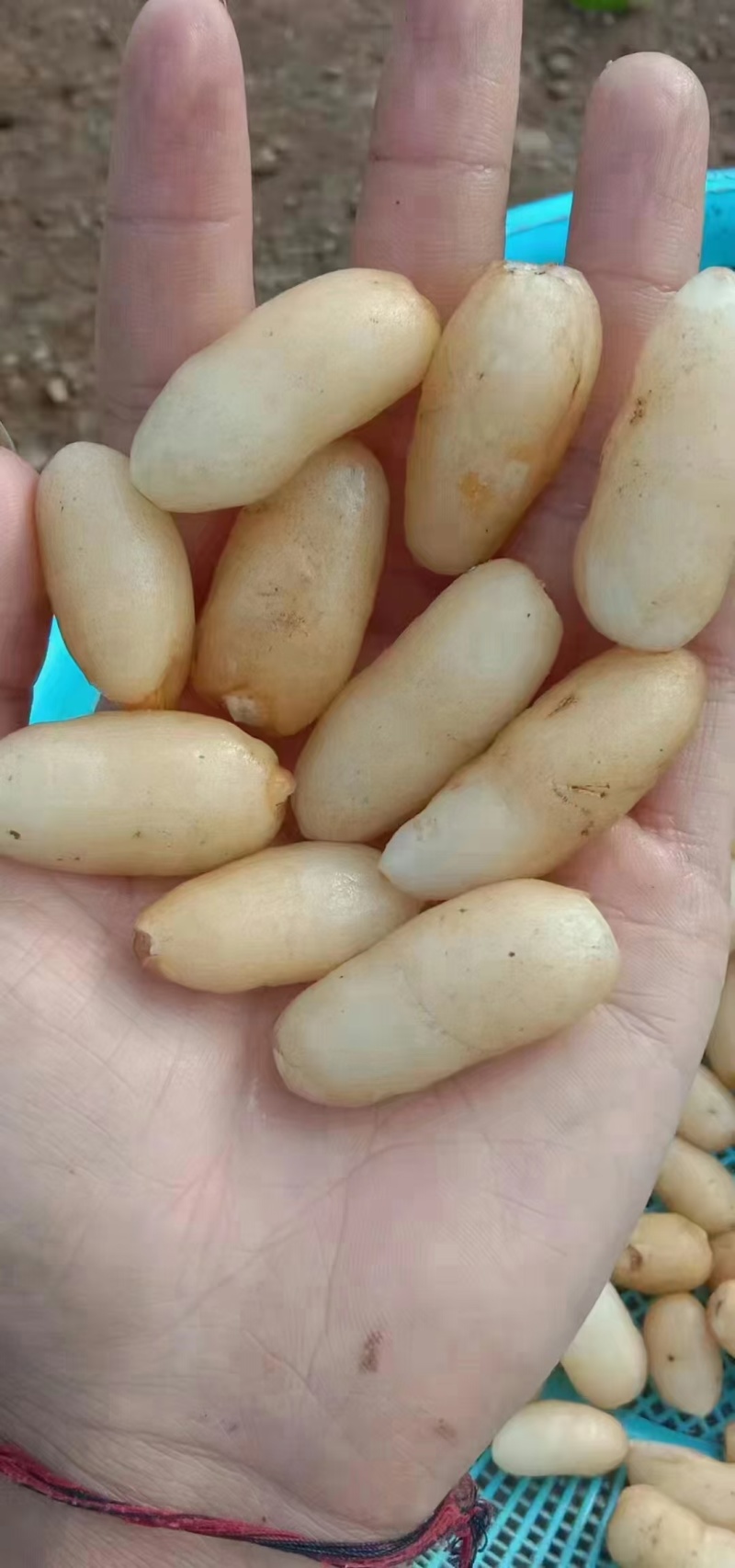 双肾草