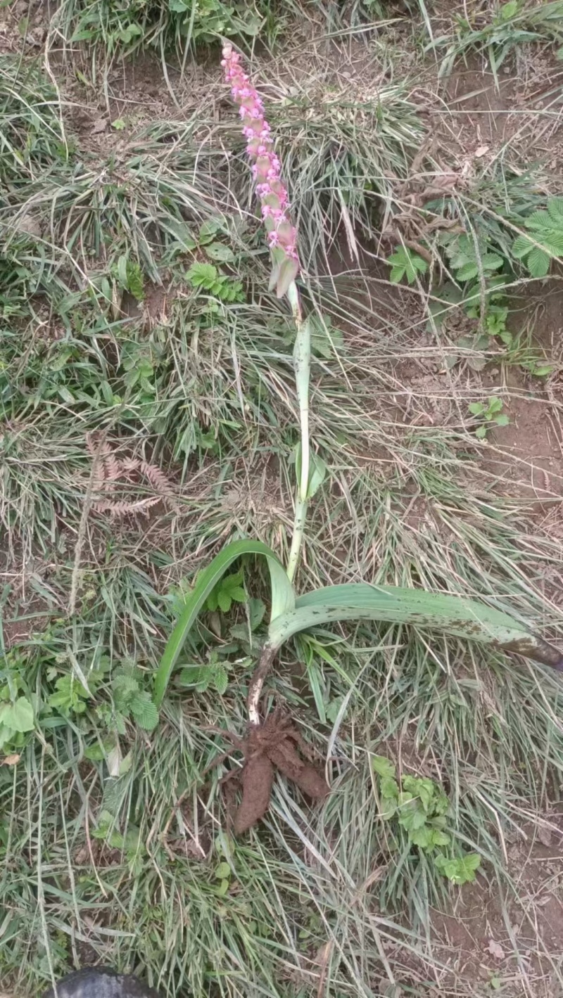 双肾草