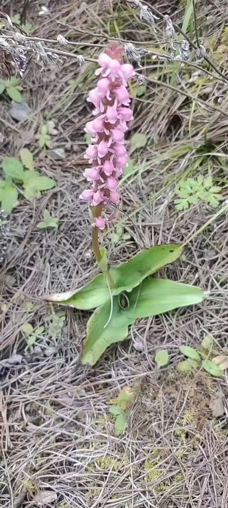 双肾草