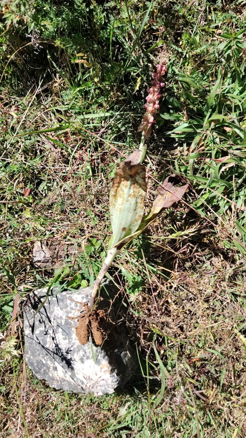 双肾草